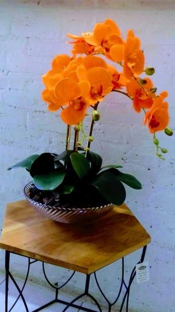 orange orchid - Orhidee