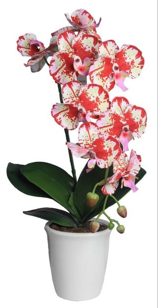 orange whit2 - Orhidee