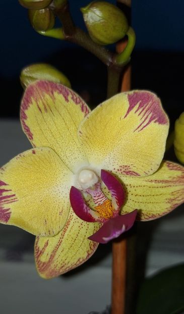 orch6 - Orhidee