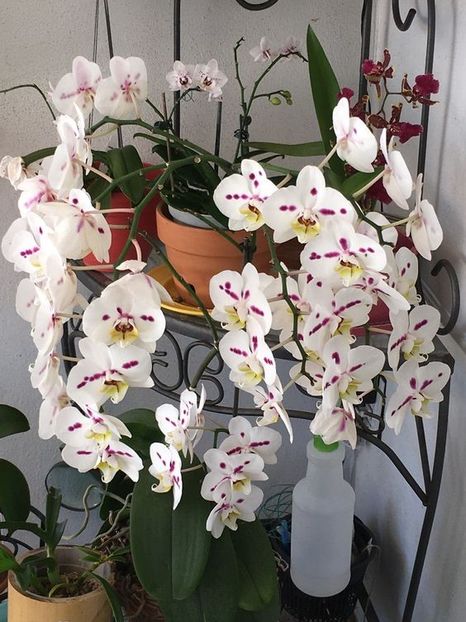 orchid best6 - Orhidee