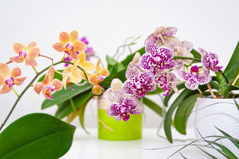 orchid care - Orhidee