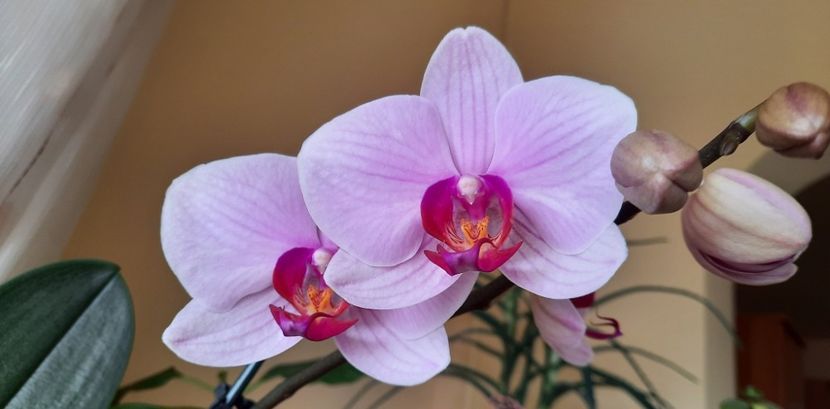 orchid - Orhidee