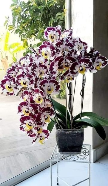 orchid4 - Orhidee