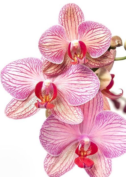 orchid-1869643_960_720 - Orhidee