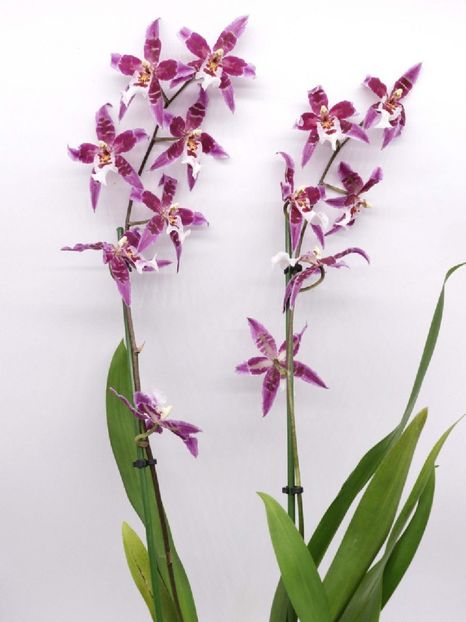 orchidea-cambria-purple-flower- - Orhidee