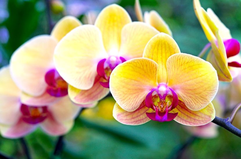 orchidee phalaenopsis - Orhidee