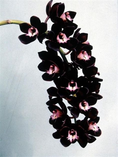 Orhideea Cymbidium Kiwi Midnight - Orhidee
