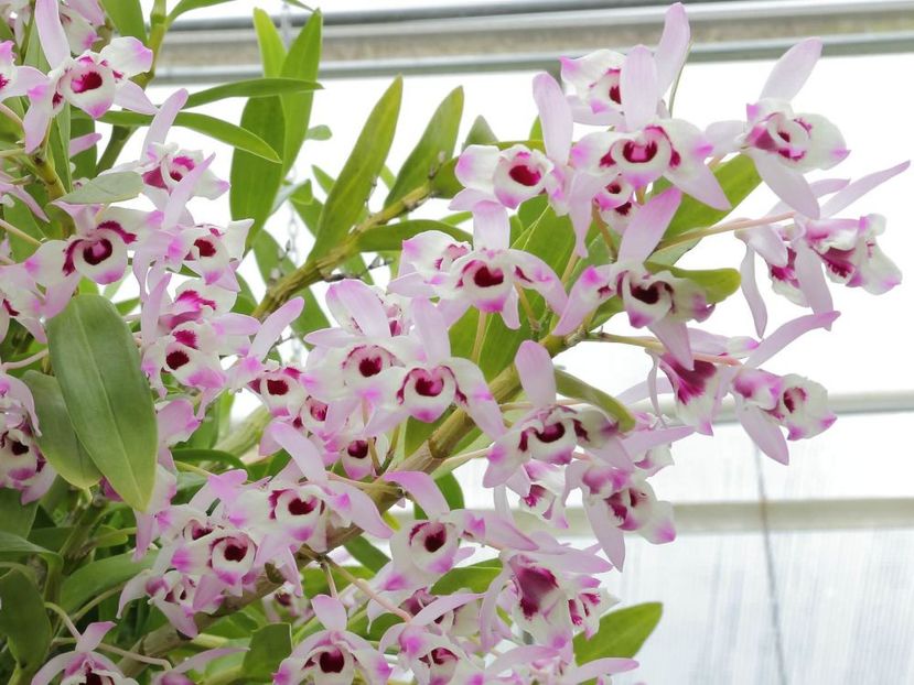 orhideei Dendrobium Nobile - Orhidee