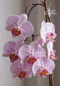 Pearl Phalaenopsis - Orhidee