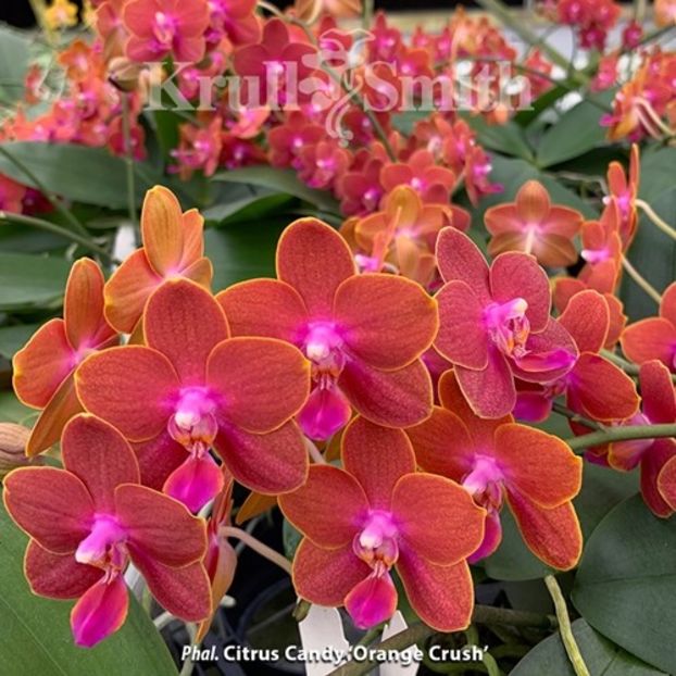Phal. Citrus Candy 'Orange Crush' - Orhidee
