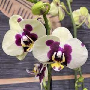 Phalaenopsis  Panda - Orhidee