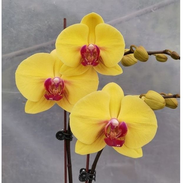 Phalaenopsis  Yellow Red-Lip - Orhidee