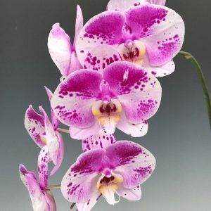 Phalaenopsis Charming Beauty - Orhidee