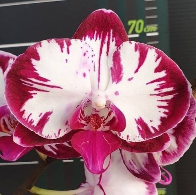 Phalaenopsis Fuller's Mask - Orhidee