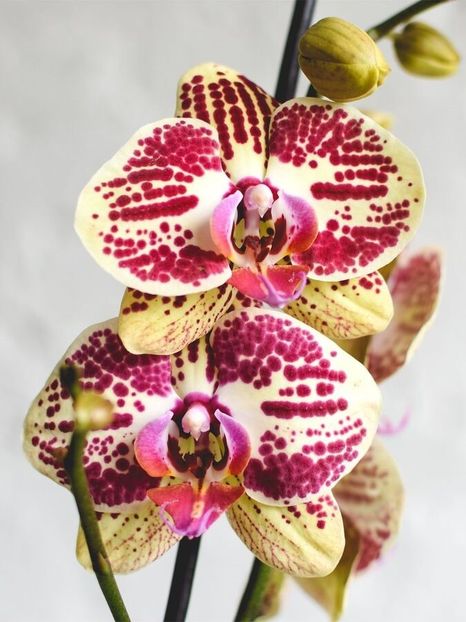 Phalaenopsis Mariola - Orhidee