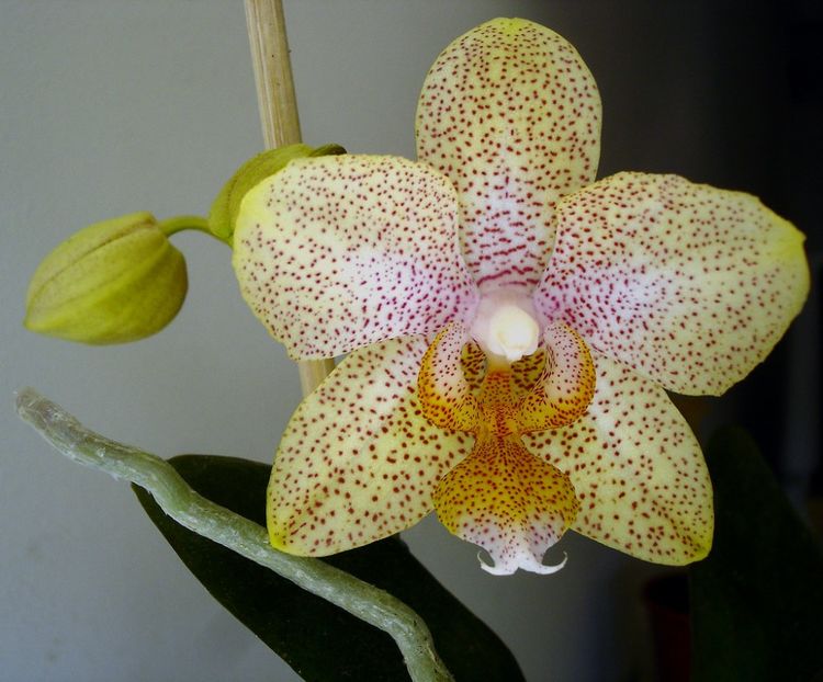 Phalaenopsis NoID Green Jonquil with purple spots - Orhidee