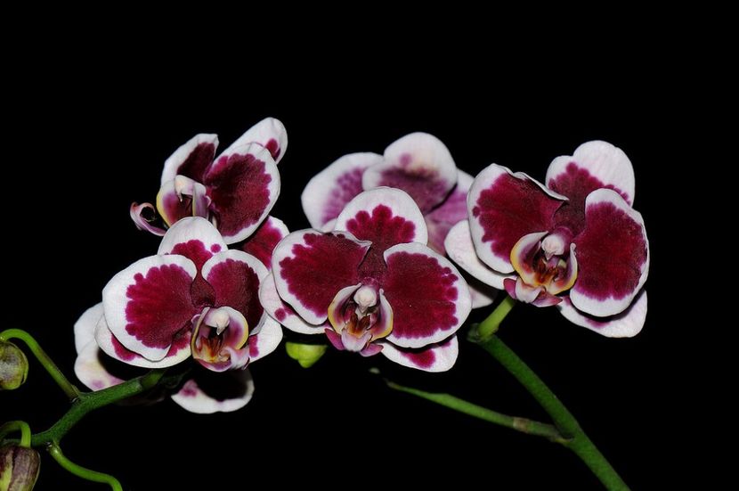 Phalaenopsis NOID - Orhidee