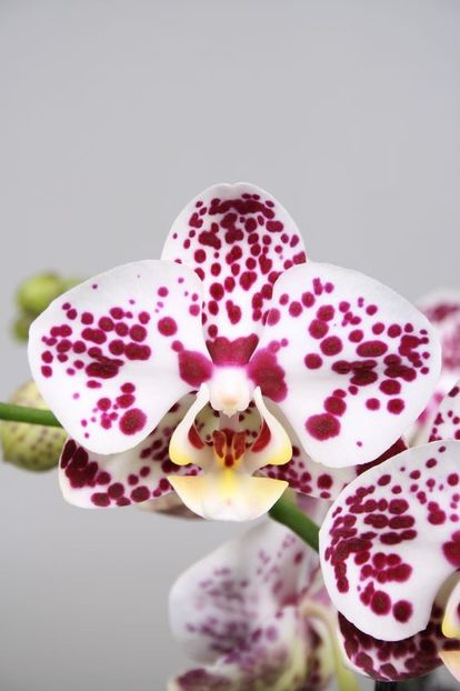 Phalaenopsis Orchid Super Freak - Orhidee