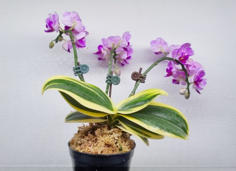 phalaenopsis sogo vivien varie - Orhidee
