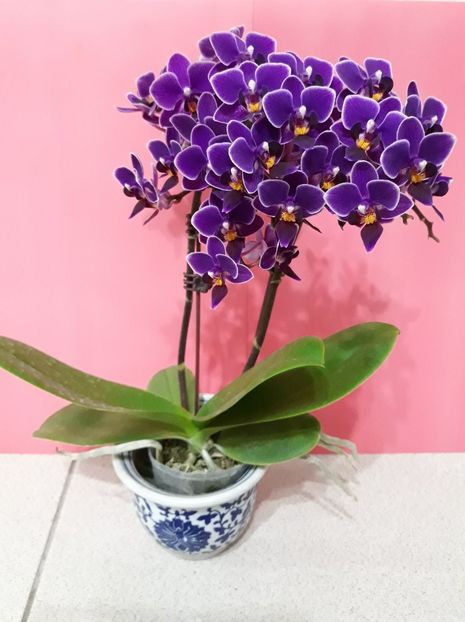 Phalaenopsis Sogo Vivien - Orhidee