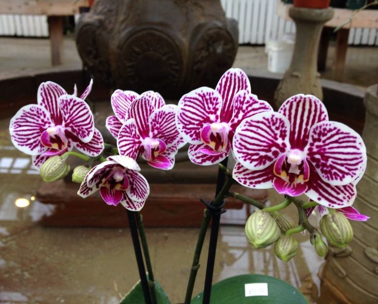 Phalaenopsis Taida King's Caroline 'Little Zebra - Orhidee