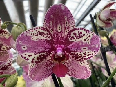phalaenopsis_frontera - Orhidee