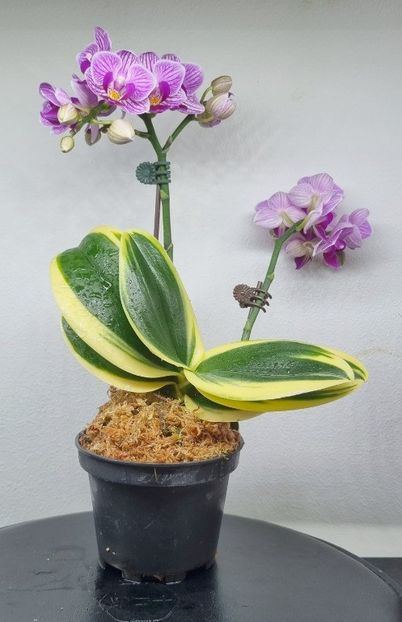 phalaenopsis_sogo_vivien_variegate - Orhidee