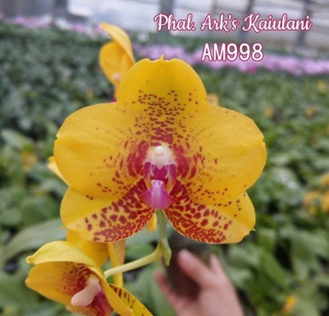 phalaenopsis-ark-s-kaiulani - Orhidee