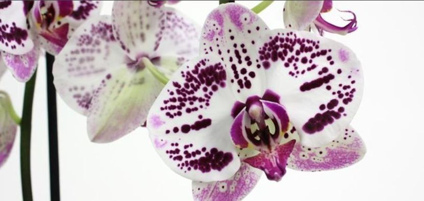 Phalaenopsis-Justina - Orhidee