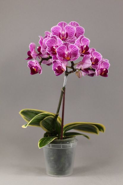 Phalenopsis Hybrid Sogo Vivien - Orhidee