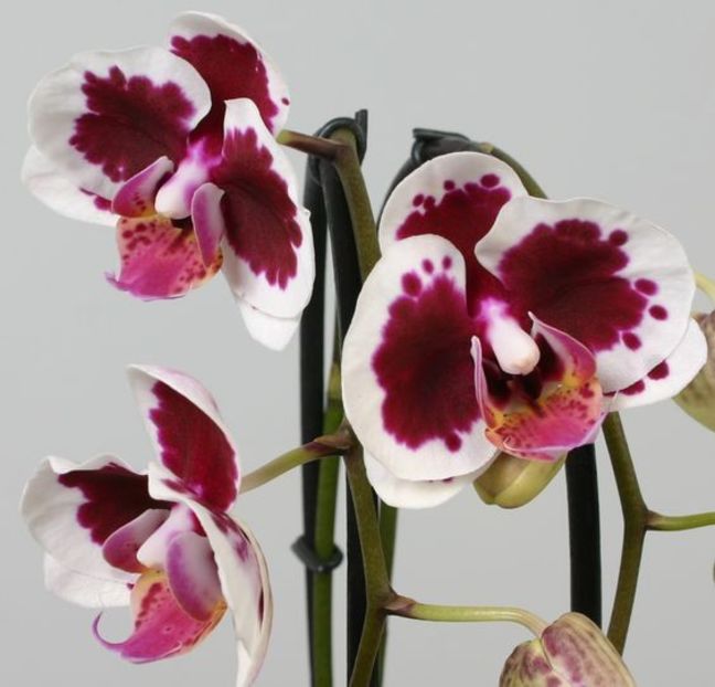 Purple Gaudi phalaenopsis - Orhidee