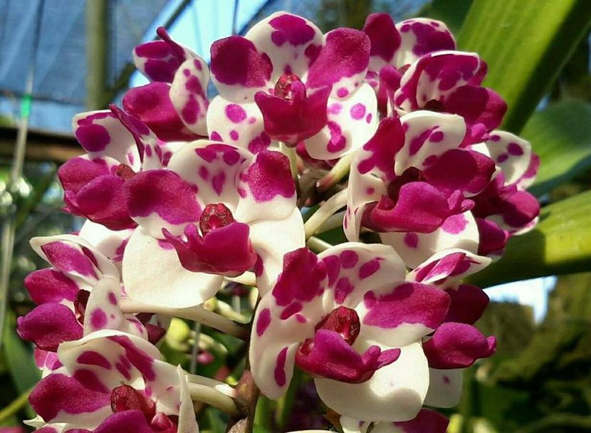 Rhynchostylis Gigantea 'Cartoon' - Orhidee