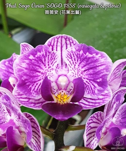 Sogo - Orhidee