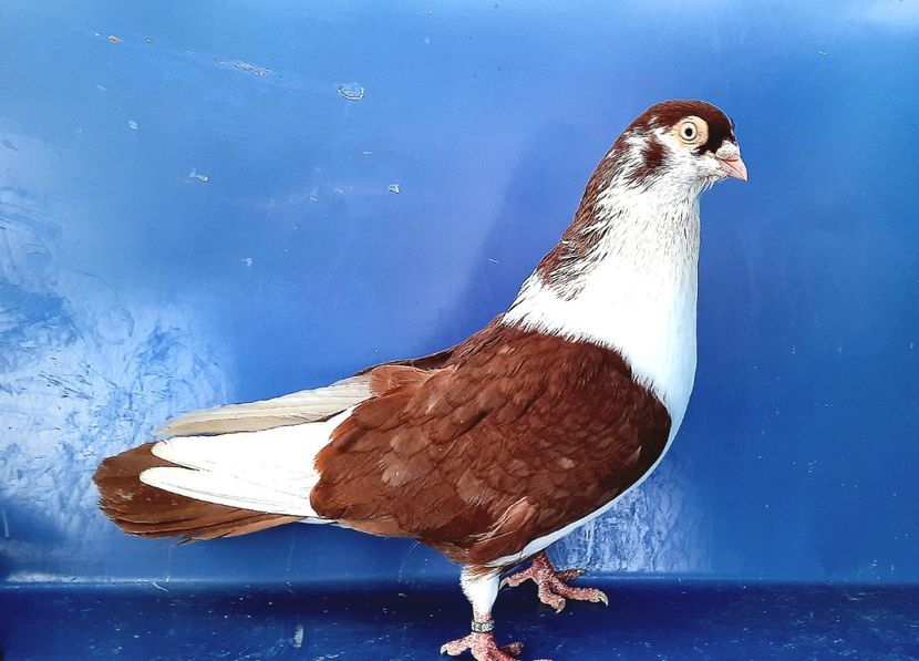 8573  Mascul 2020 - Jucători de Galați