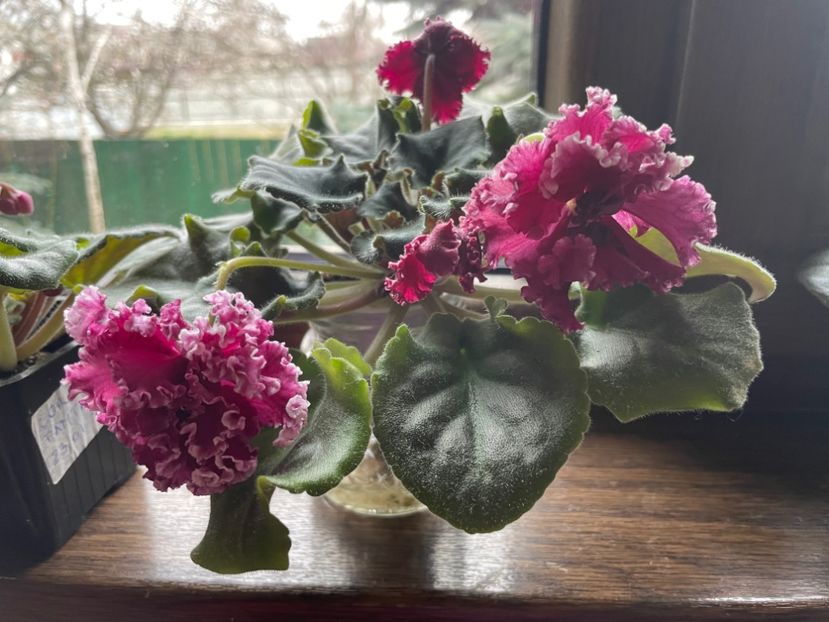 4C8AA1C5-3162-43F7-B6AF-3C4E4CCAF23C - 001 Violete 2023-2024