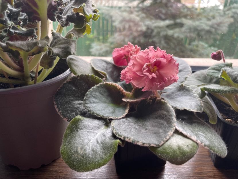 CD853EF4-C1BF-4BB7-B65E-2A93E4AF1FB1 - 001 Violete 2023-2024