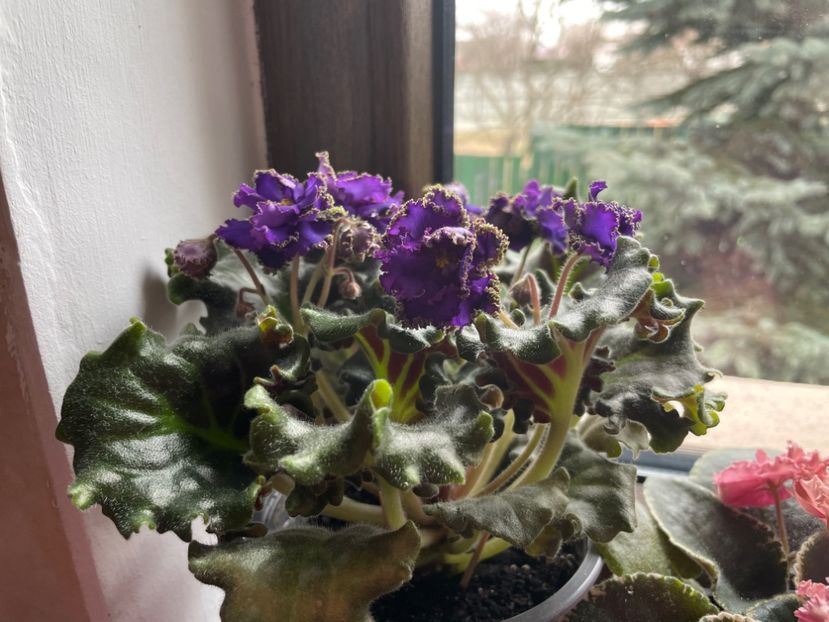 D838B6F0-5F61-49BB-B336-C123F13F217E - 001 Violete 2023-2024