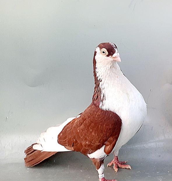 12208  mascul  2021 - Plecați ALBUM 4