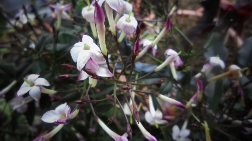 "Polianthum" - Splendori in gradina