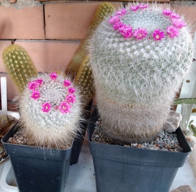 Mammillaria hahniana - 2023