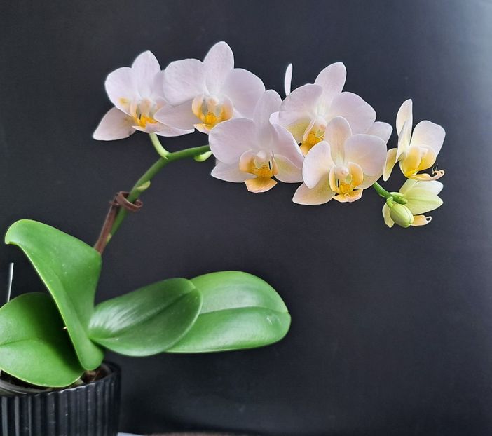  - Phalaenopsis 2