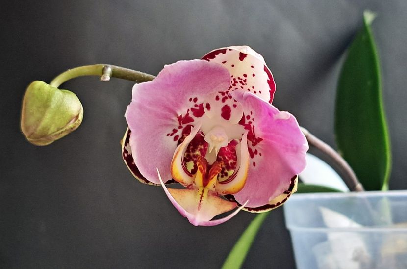  - Phalaenopsis 2