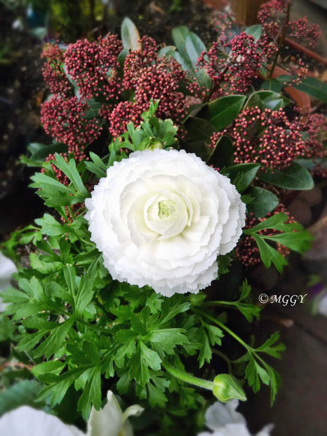 © - 2023 - 01 - Primavara