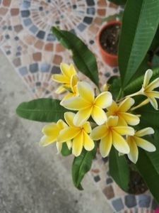 - Plumeria