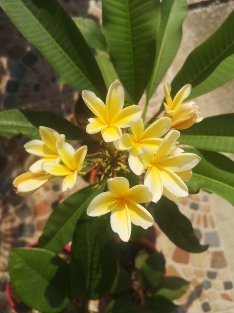  - Plumeria