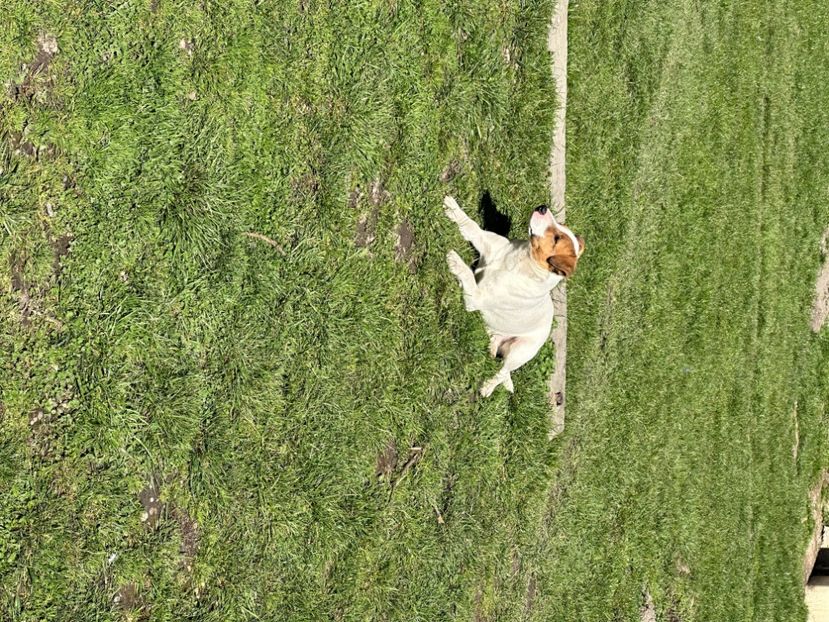 FA8DC0A0-6334-4CCA-BA86-6C9D615F5C93 - Jack Russel