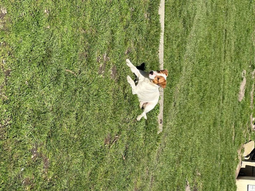 91416D2E-A2A9-484E-ABA9-238BE494F132 - Jack Russel
