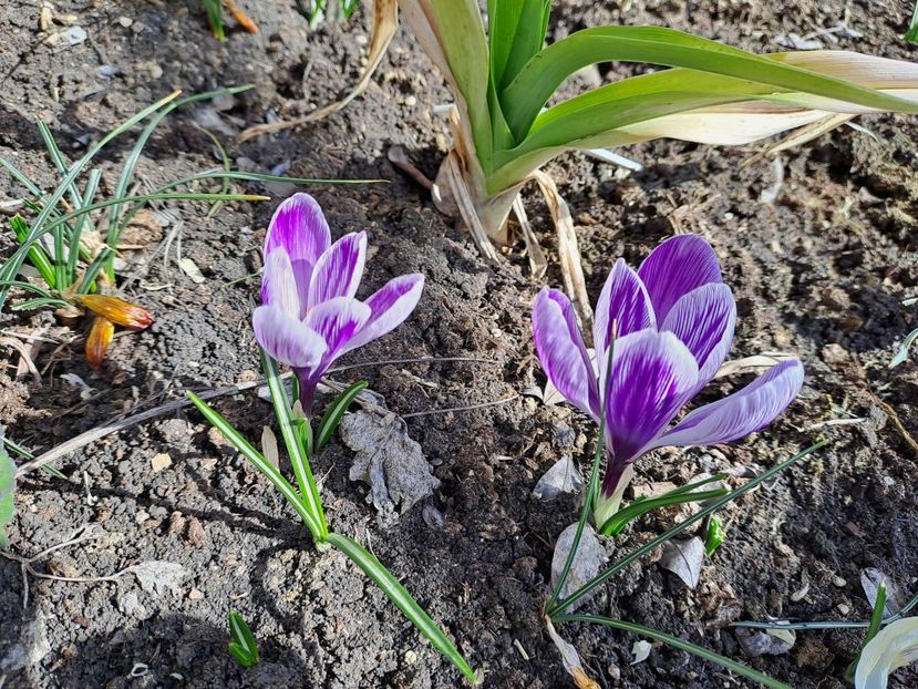  - Gradina 2023