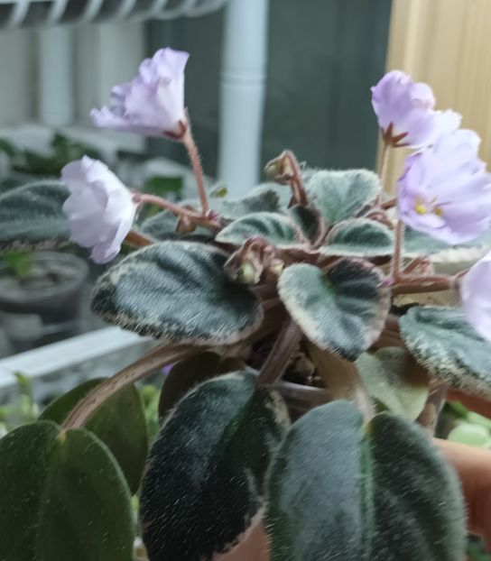  - Rob s Pewter Bells zzz