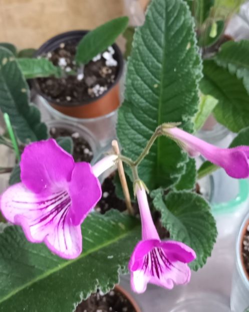  - STREPTOCARPUS